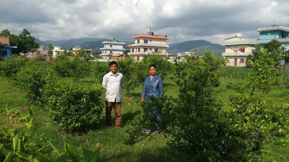 निषेधाज्ञामा कागतीका बोटसँग रमाउँदै नेता थापा